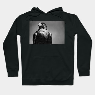 Peregrine Falcon Black and White Hoodie